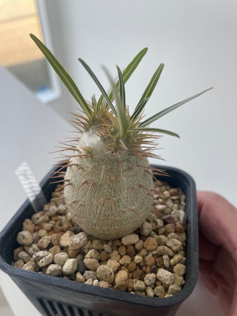 グラキリス実生株！梱包に自信あり！