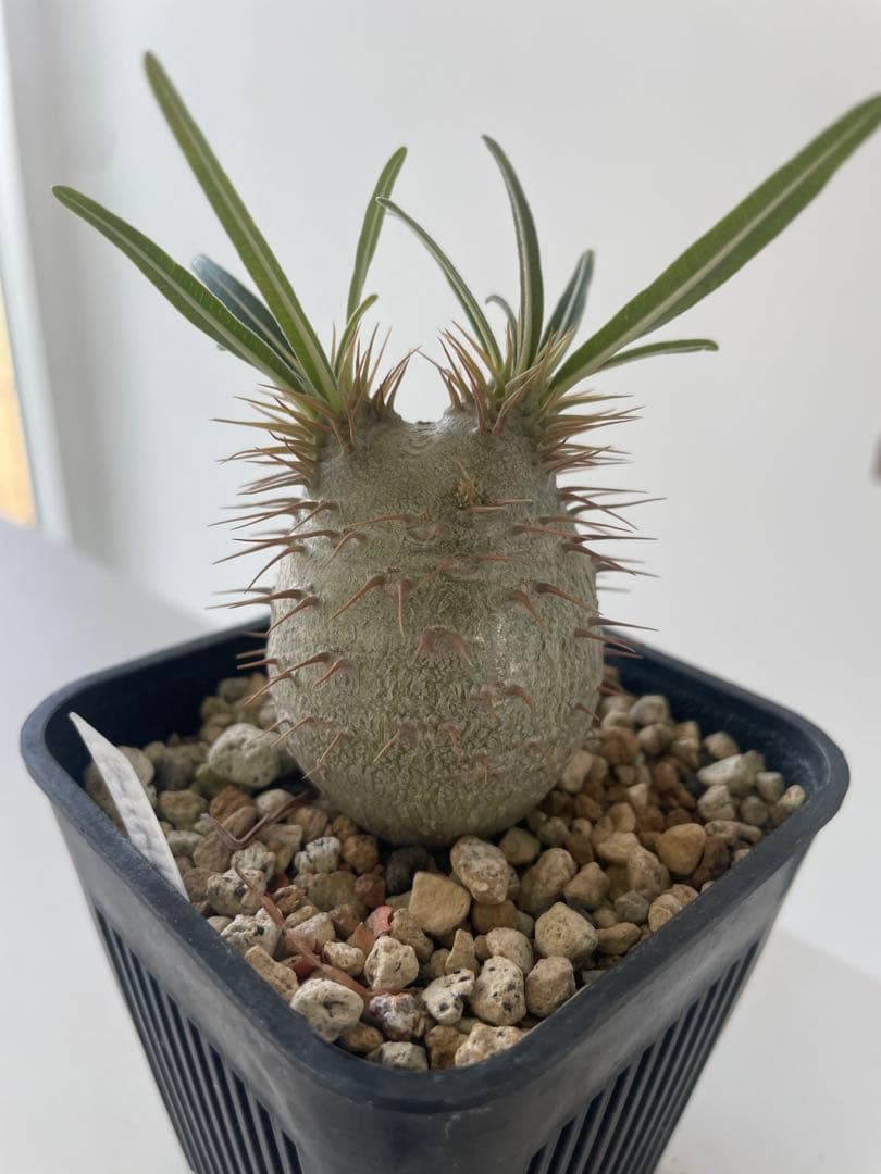 グラキリス実生株！梱包に自信あり！