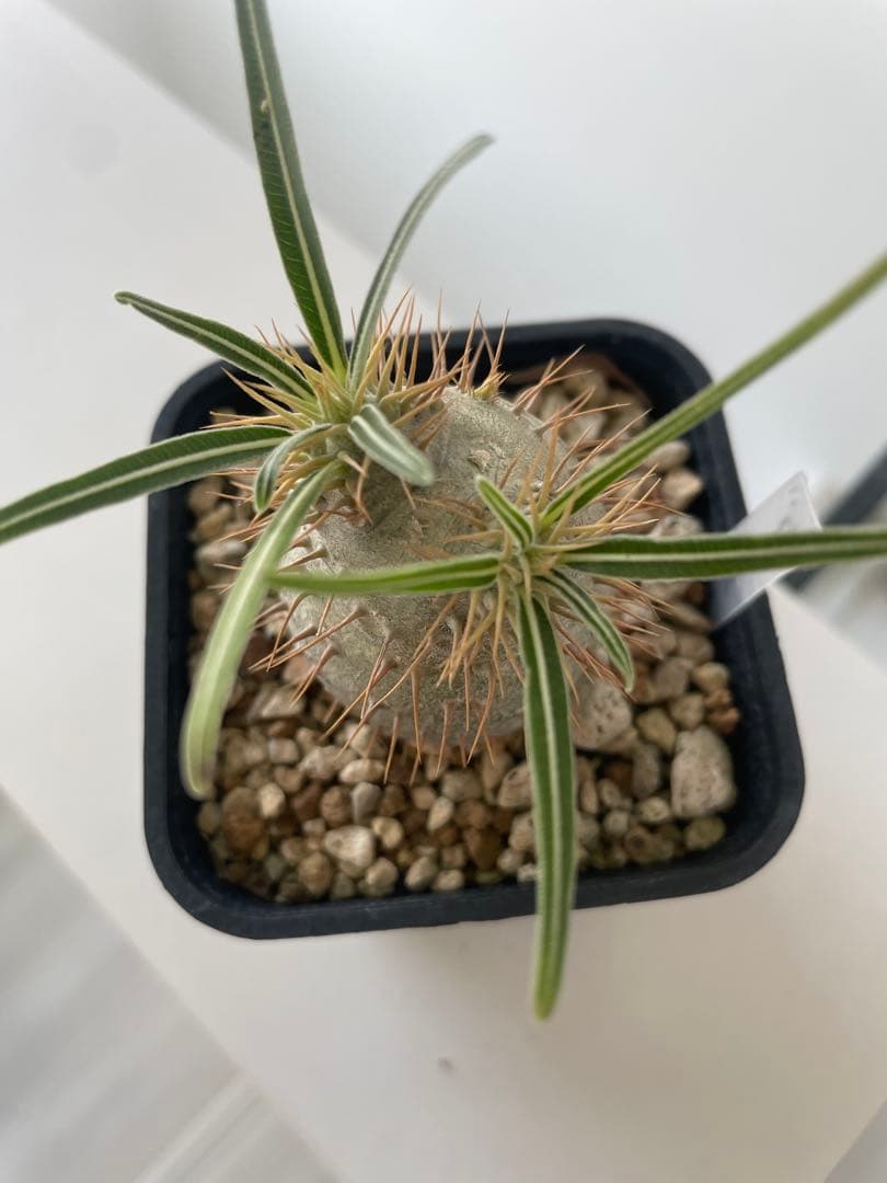 グラキリス実生株！梱包に自信あり！