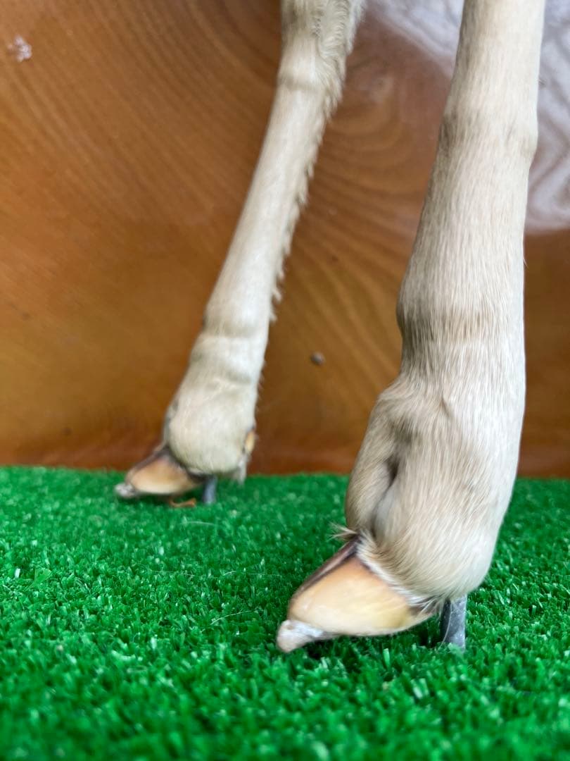 小鹿　子鹿　剥製　北海道より