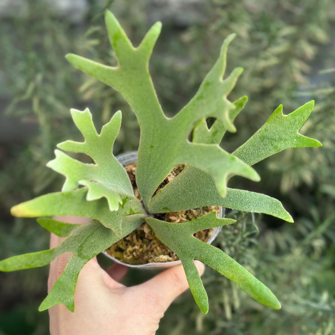 P.willinckii 'Nano' spore 4305 - メルカリ