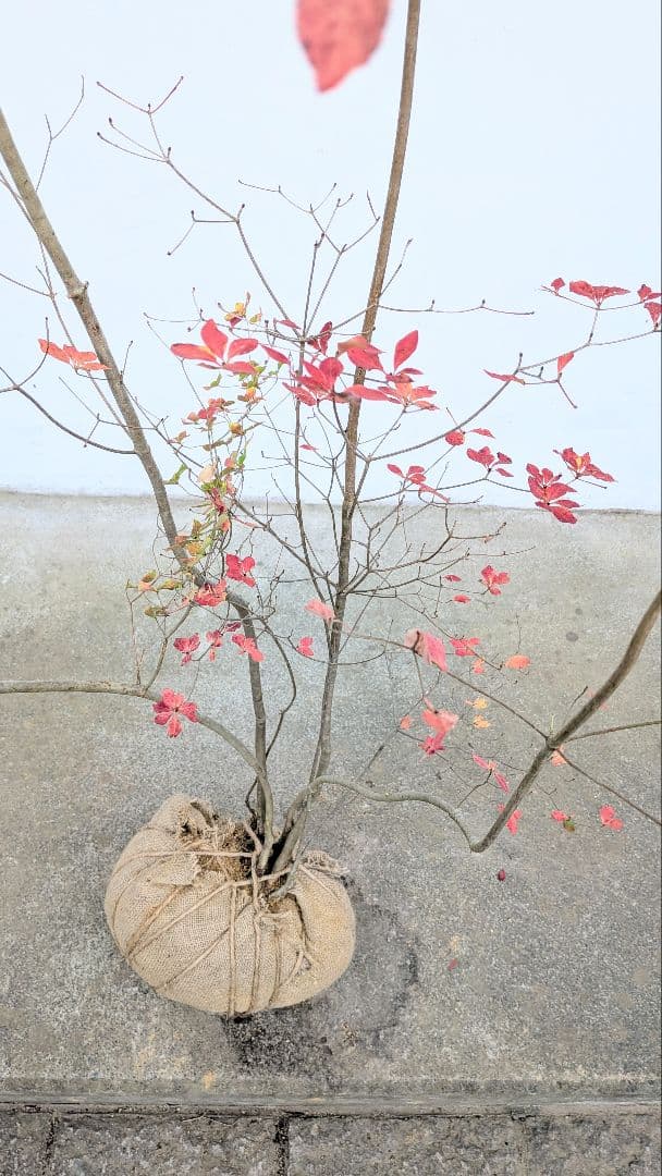 新春特価！。山採りドウダンツツジ。