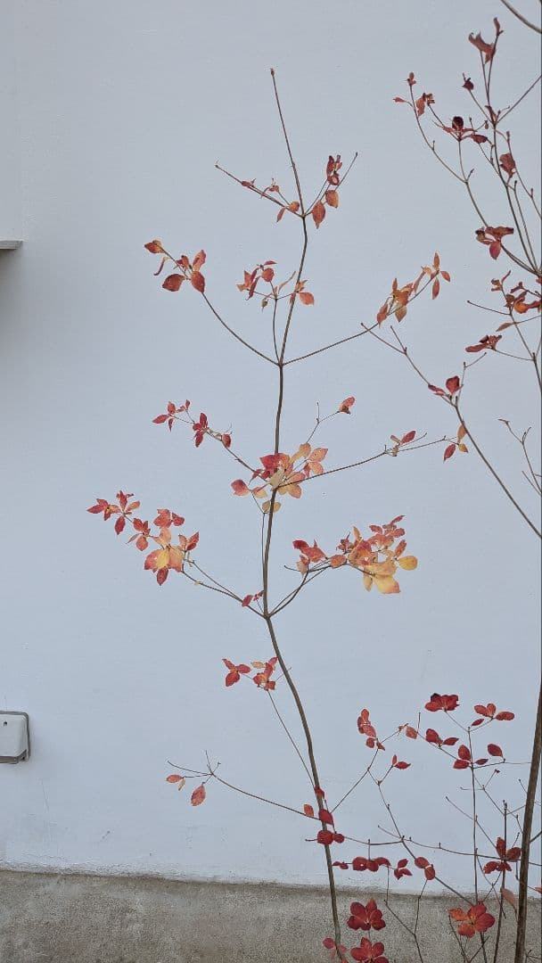 新春特価！。山採りドウダンツツジ。