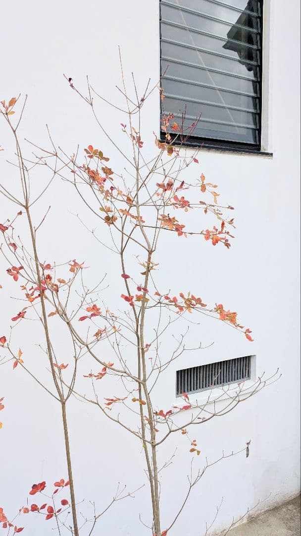 新春特価！。山採りドウダンツツジ。