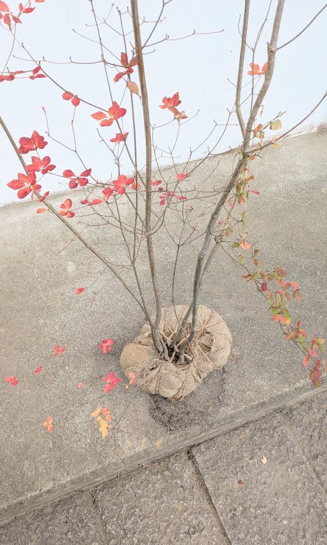 新春特価！。山採りドウダンツツジ。