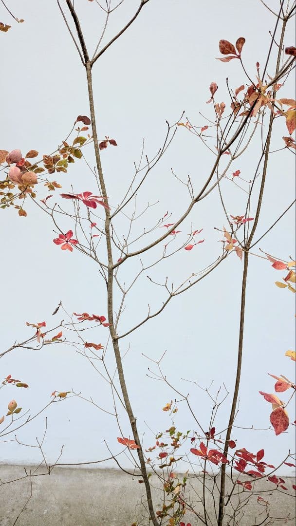 新春特価！。山採りドウダンツツジ。