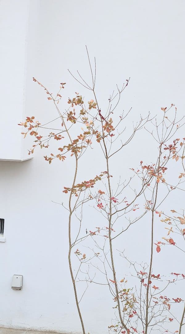 新春特価！。山採りドウダンツツジ。