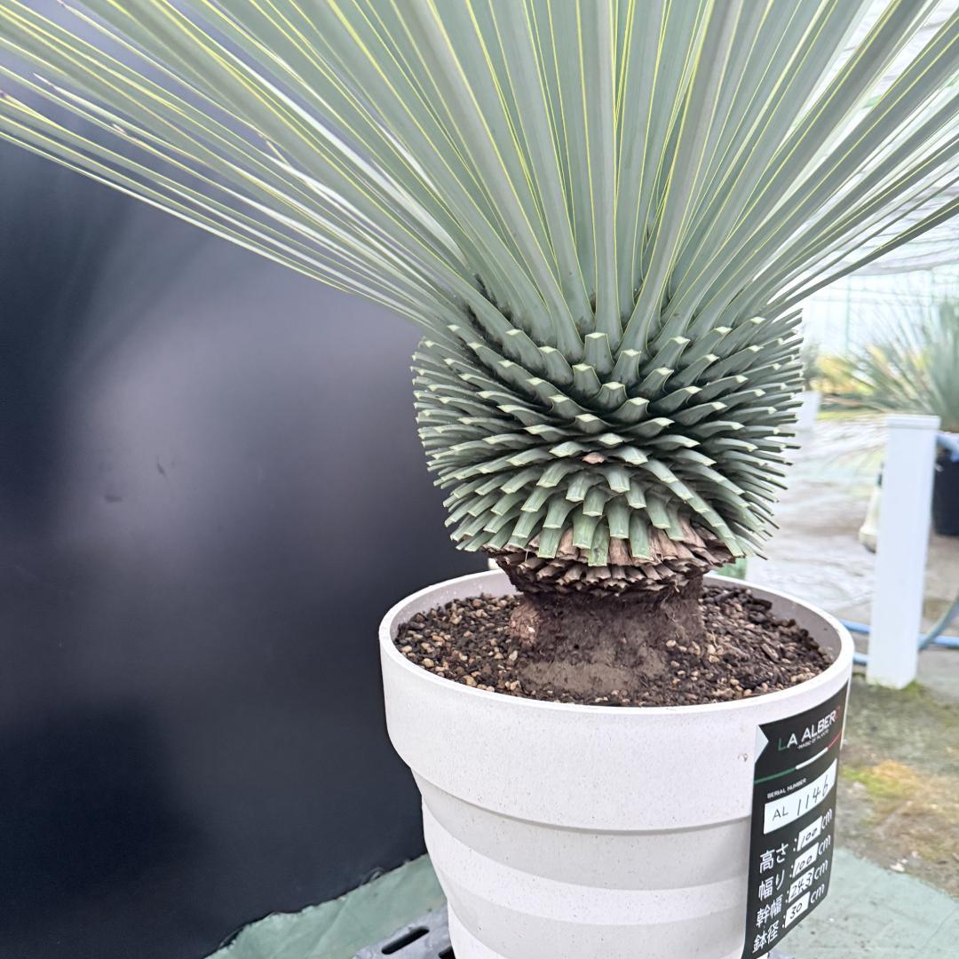 【AL1146】ユッカ　ロストラータ　ホワイト個体　【ALBEROホワイト祭り】