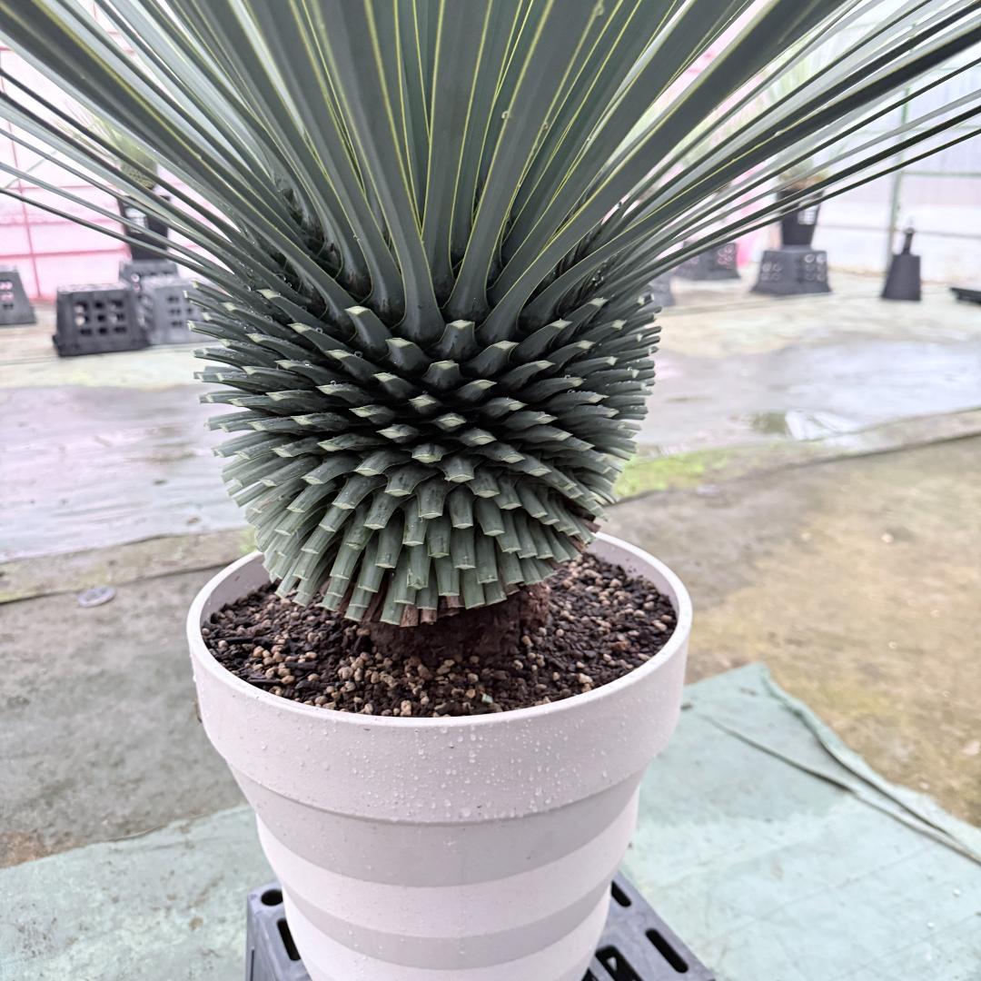 【AL1146】ユッカ　ロストラータ　ホワイト個体　【ALBEROホワイト祭り】