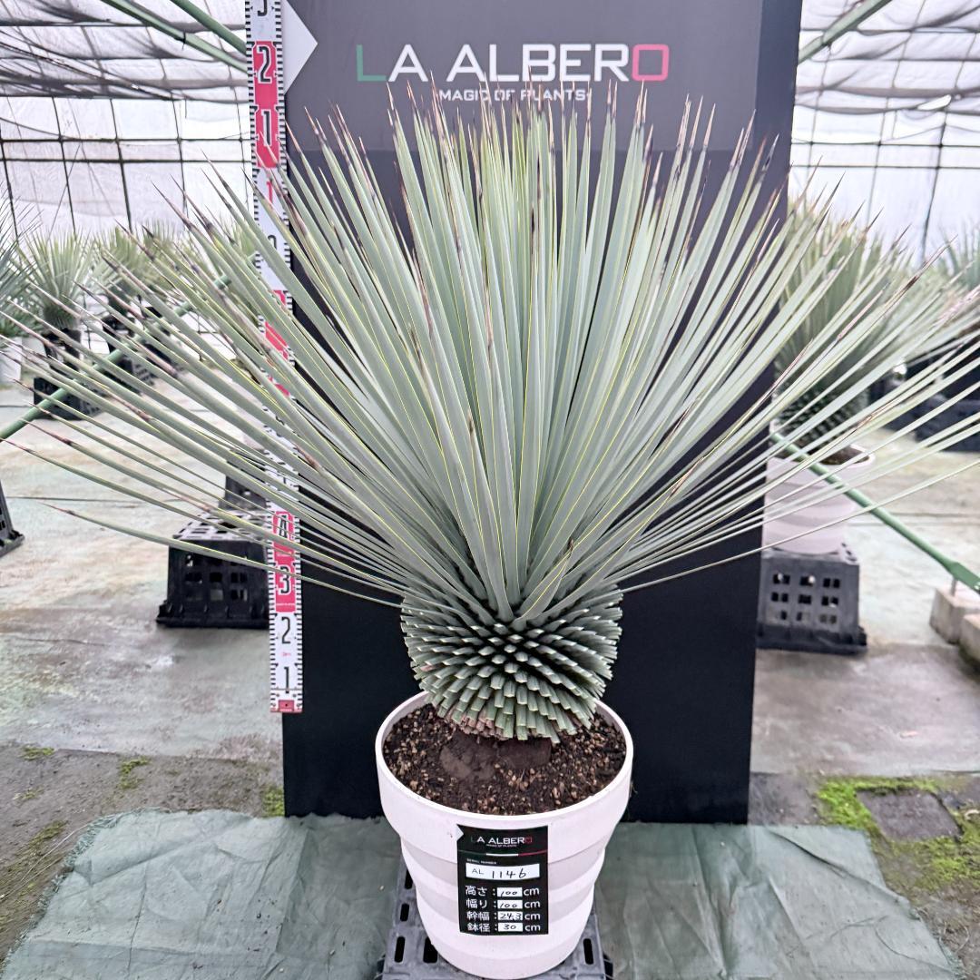 【AL1146】ユッカ　ロストラータ　ホワイト個体　【ALBEROホワイト祭り】
