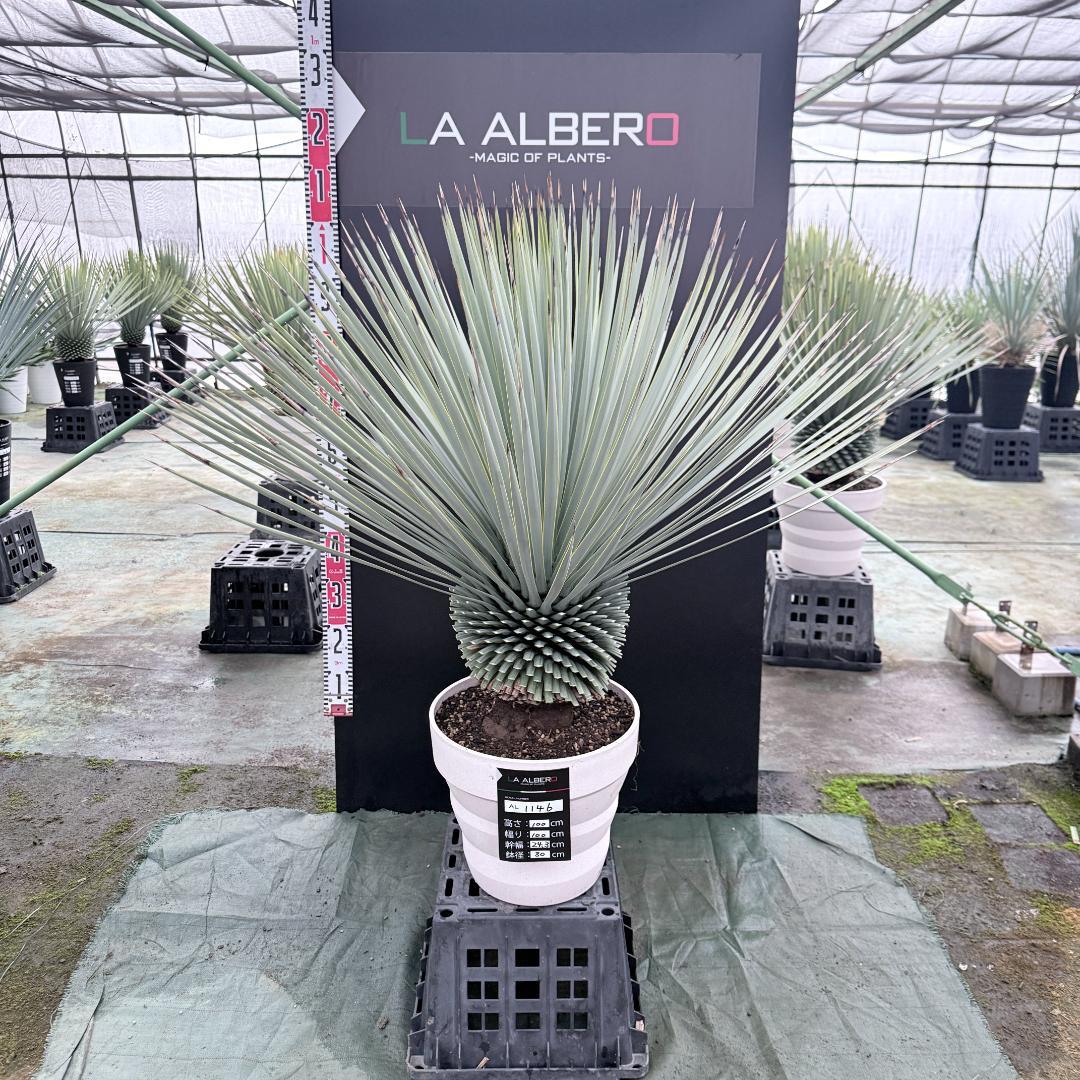 【AL1146】ユッカ　ロストラータ　ホワイト個体　【ALBEROホワイト祭り】