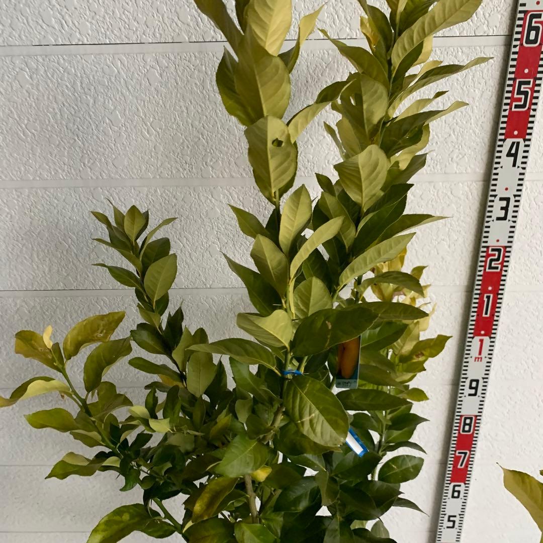 大株 レモン リスボン 約170cm【果樹苗/柑橘/苗木/シンボルツリー】18