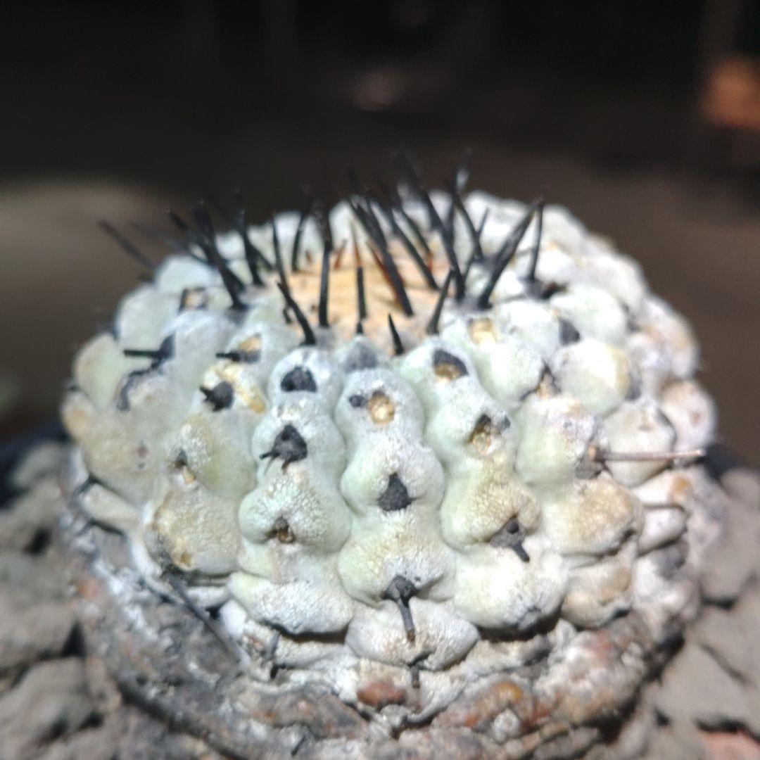 黒*兎様 コピアポア　シネレア　黒王丸　「速達」