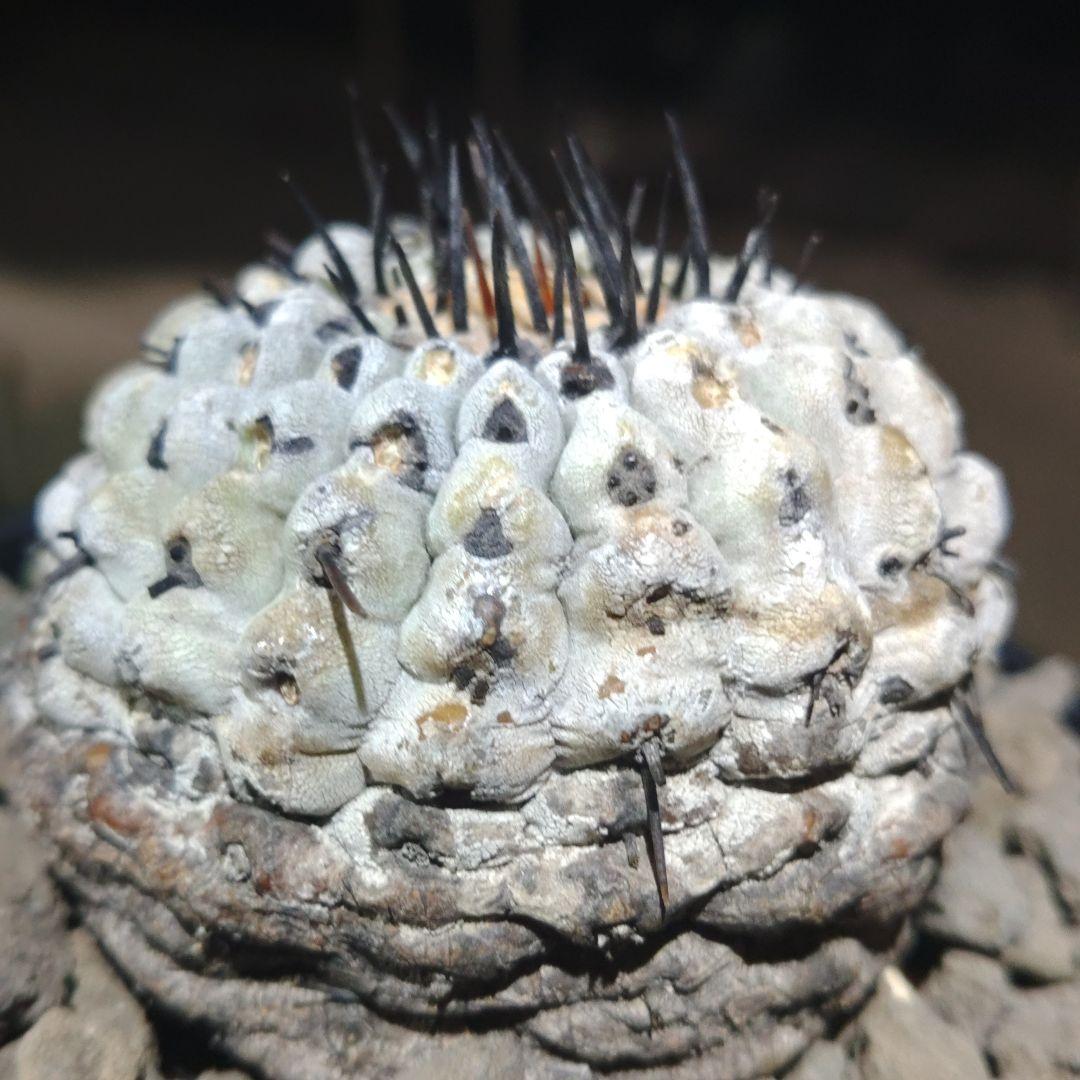 黒*兎様 コピアポア　シネレア　黒王丸　「速達」