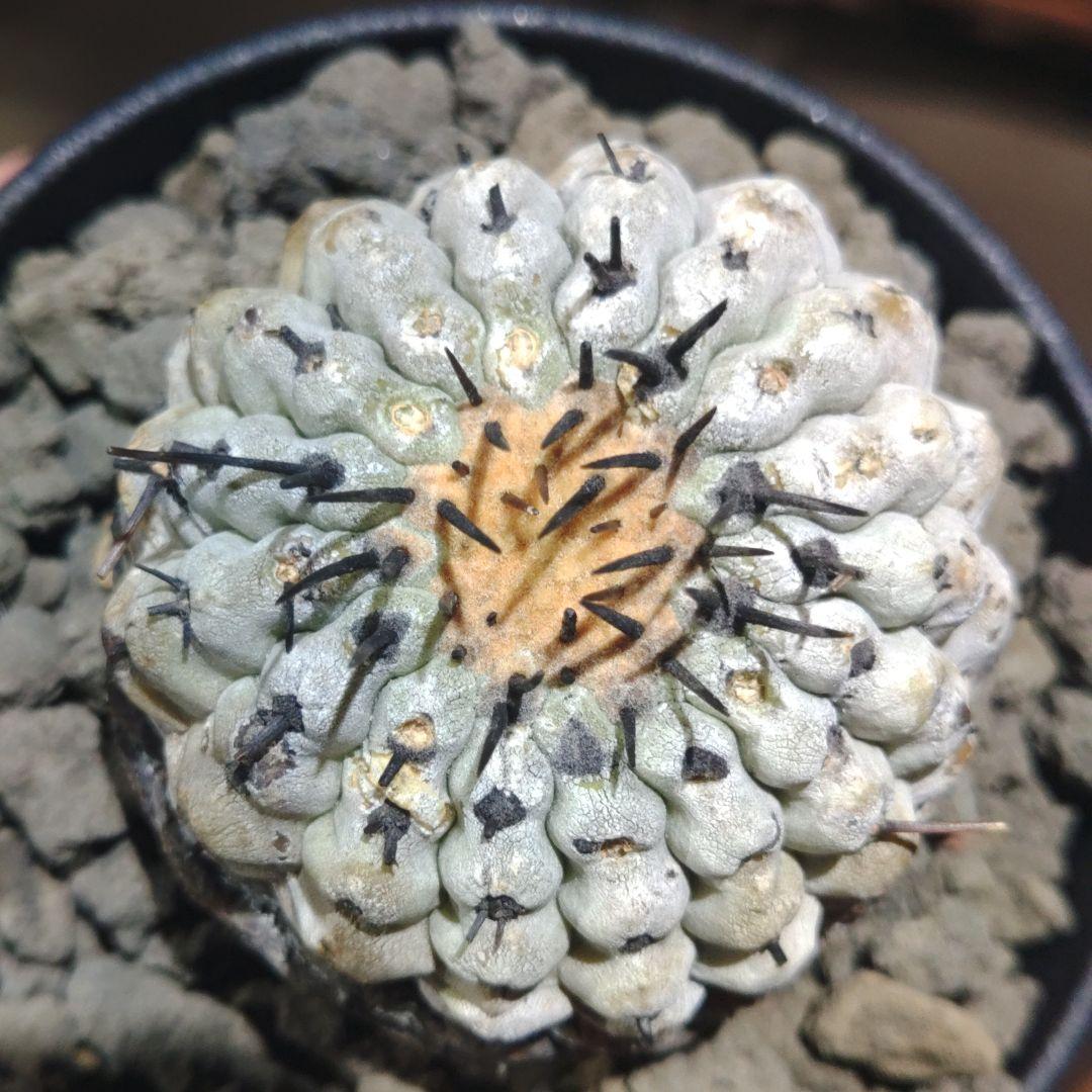 黒*兎様 コピアポア　シネレア　黒王丸　「速達」