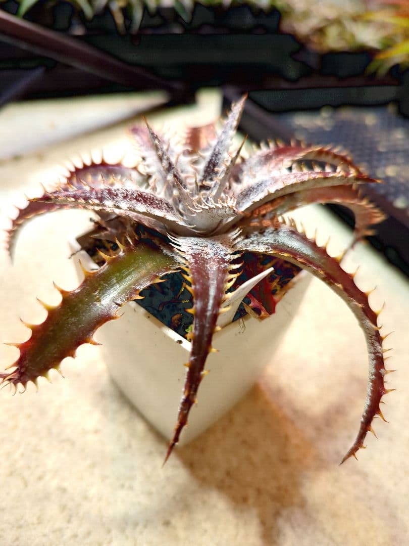 ディッキア ポットごと発送 63 - メルカリ