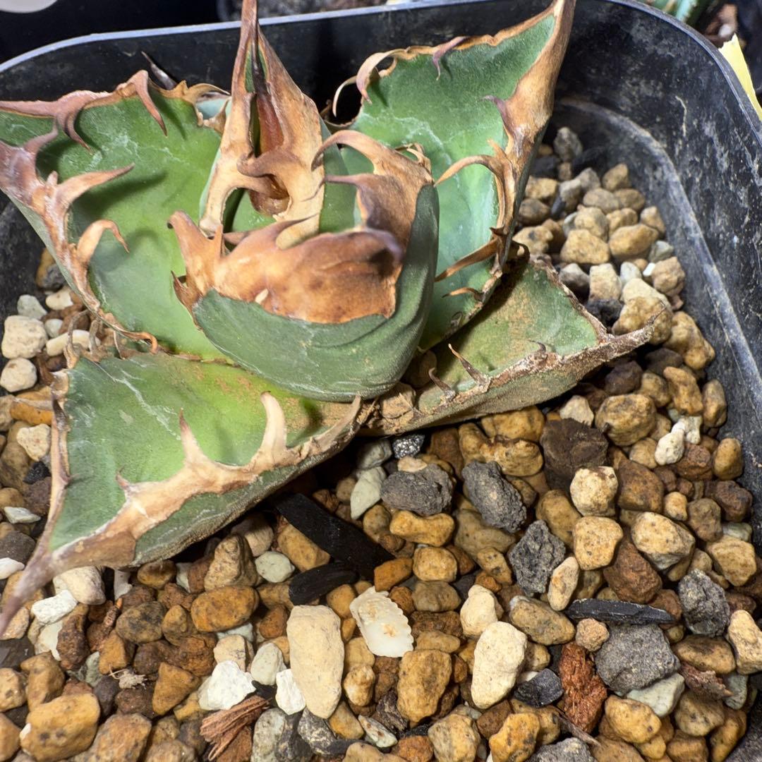 ウリエル　実生　１／1まで取り置き