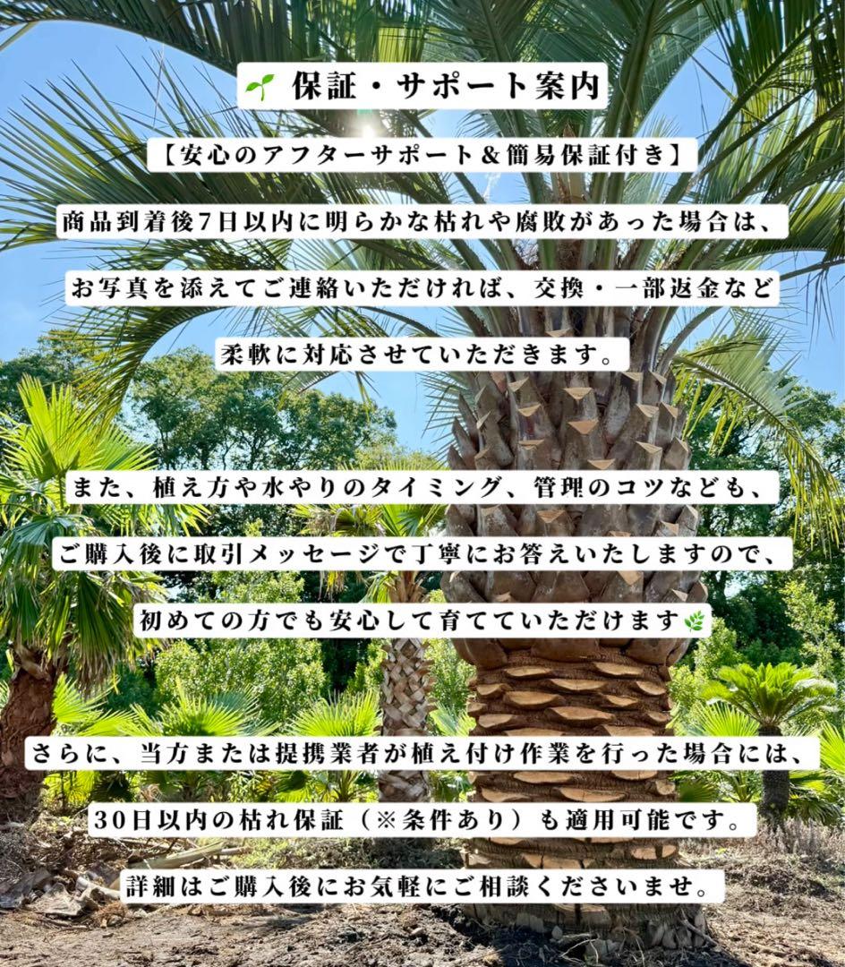 ココスヤシシルバーリーフ【極太】葉先180cm幹回り100cm 幹高40cm