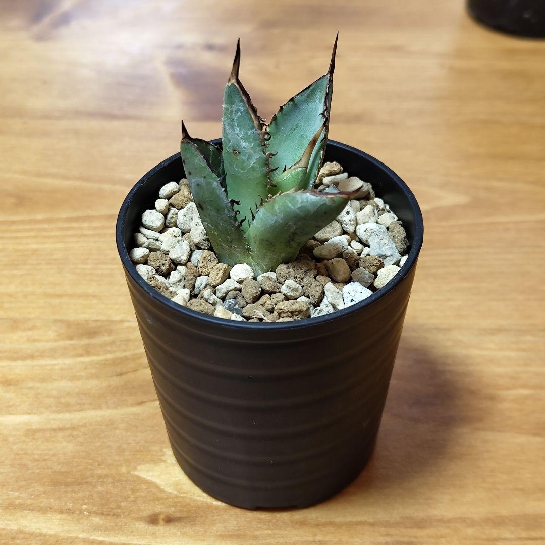 発根済】A19 アガベ チタノタ ブラックファイヤー 台湾産（黒炎・黒