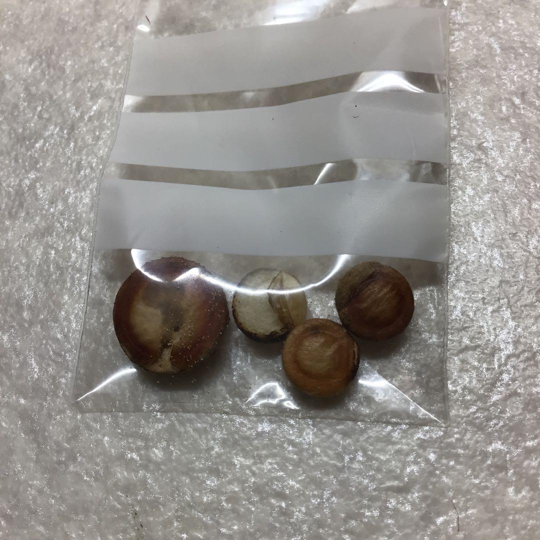 (27) YAMAHA ヤマハ　B♭クラリネット　YCL-351 程度良好