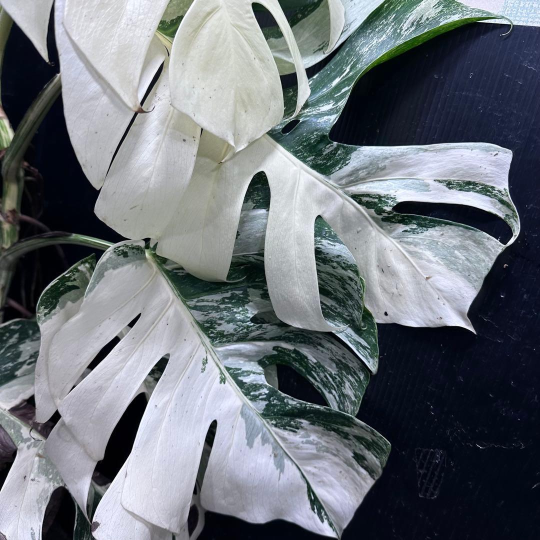 超*✿様 斑入りモンステラ ホワイトタイガー極美大株96cm白斑多レア