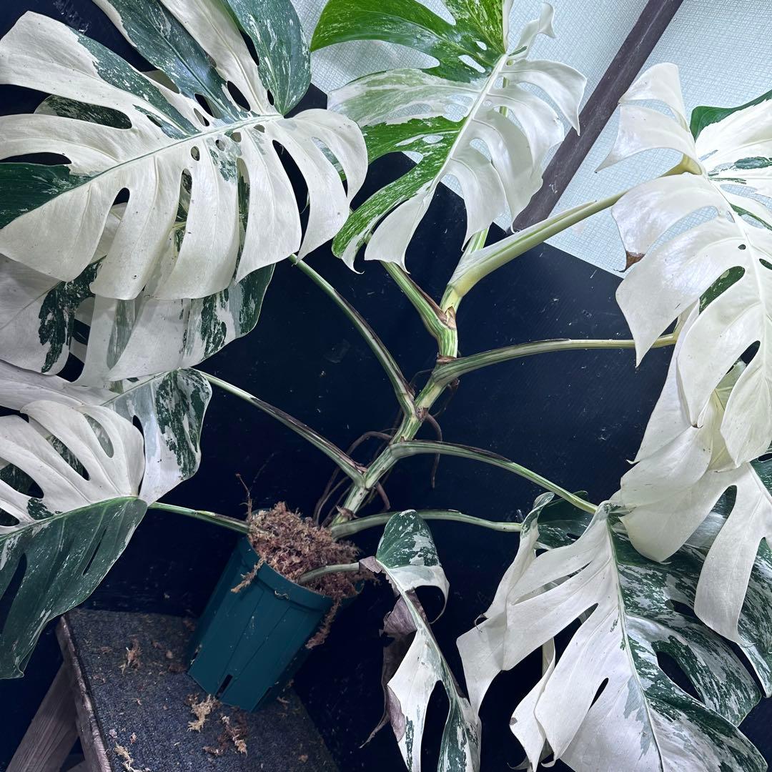 超*✿様 斑入りモンステラ ホワイトタイガー極美大株96cm白斑多レア