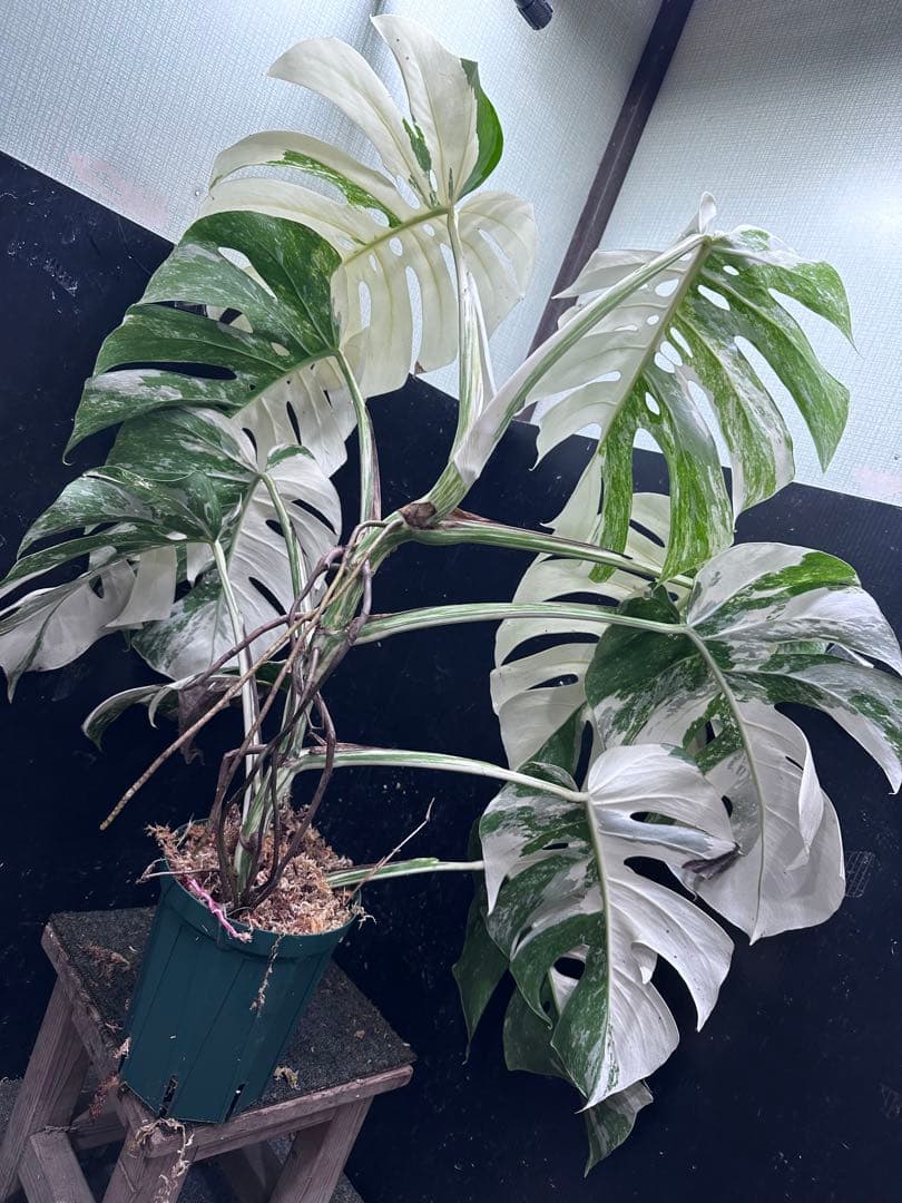 超*✿様 斑入りモンステラ ホワイトタイガー極美大株96cm白斑多レア