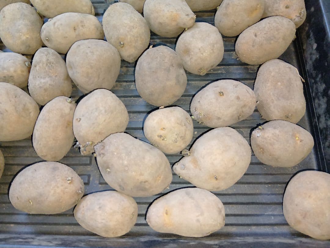 6kg m33 インカのめざめ 種芋