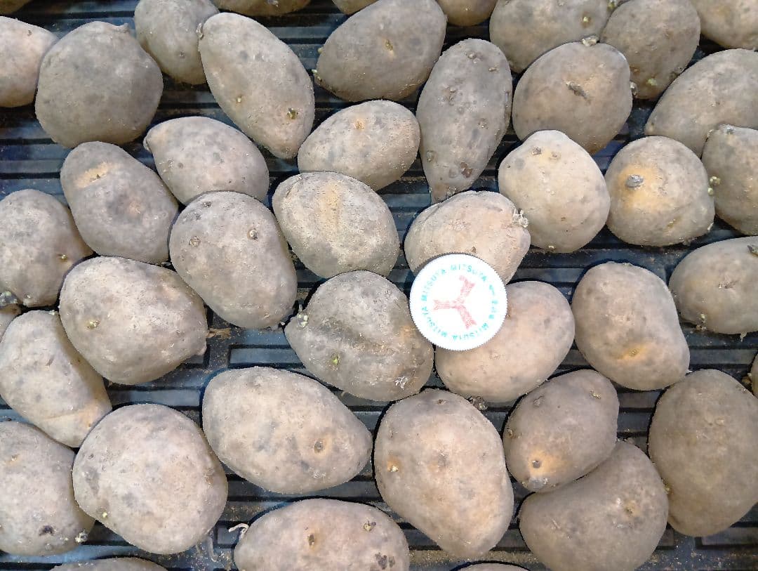 6kg m33 インカのめざめ 種芋