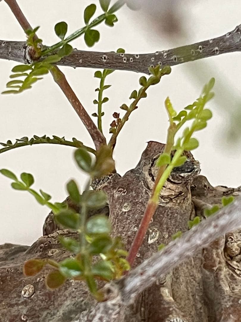 【現地球／発根済】オペルクリカリア　パキプス（極上株）ODDROOTS管理株