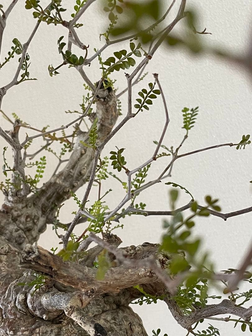 【現地球／発根済】オペルクリカリア　パキプス（極上株）ODDROOTS管理株