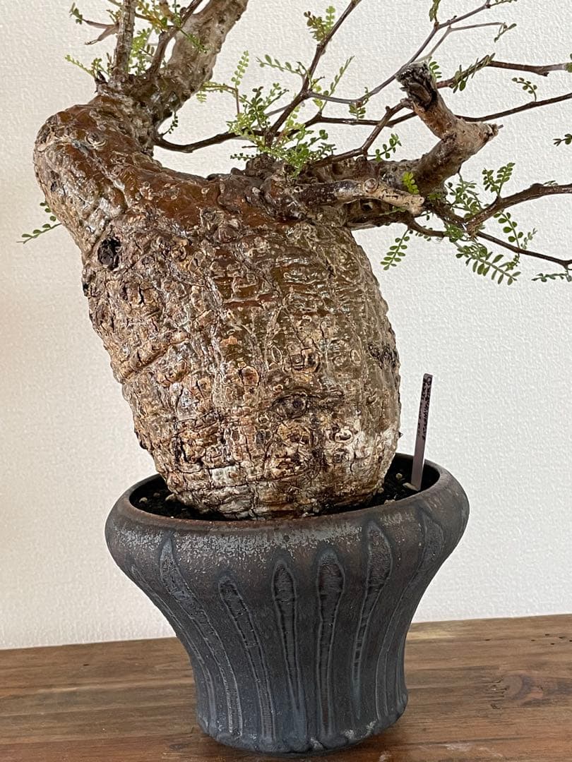 【現地球／発根済】オペルクリカリア　パキプス（極上株）ODDROOTS管理株