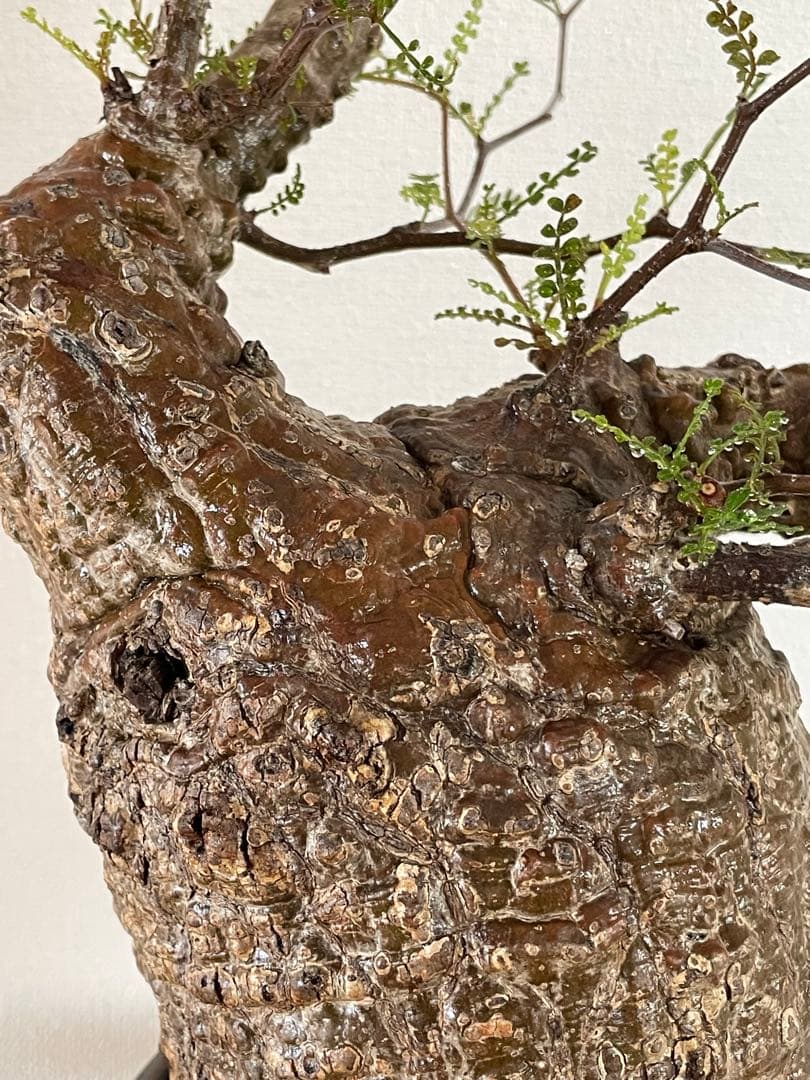 【現地球／発根済】オペルクリカリア　パキプス（極上株）ODDROOTS管理株