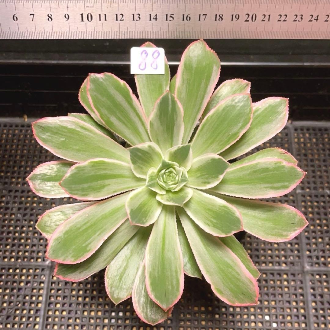 88#多肉植物アエオニウム錦❤️はくていじょう❤️白帝城❤️1大頭16cm拔き苗