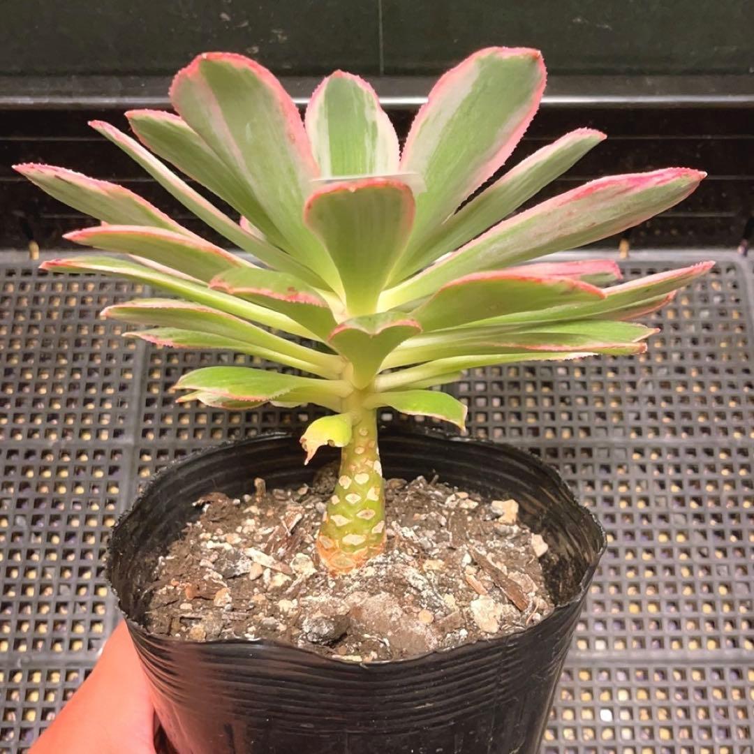 88#多肉植物アエオニウム錦❤️はくていじょう❤️白帝城❤️1大頭16cm拔き苗