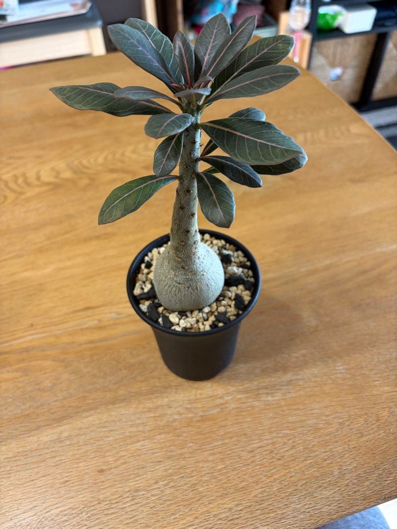 アデニウム・ソコトラナム実生（純血）ホンソコトラナム　2