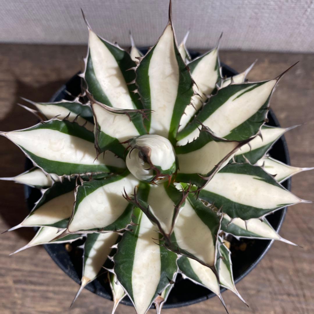 アガベ　ホリダ白中斑入　極上　初売り