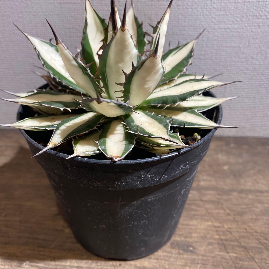 アガベ　ホリダ白中斑入　極上　初売り