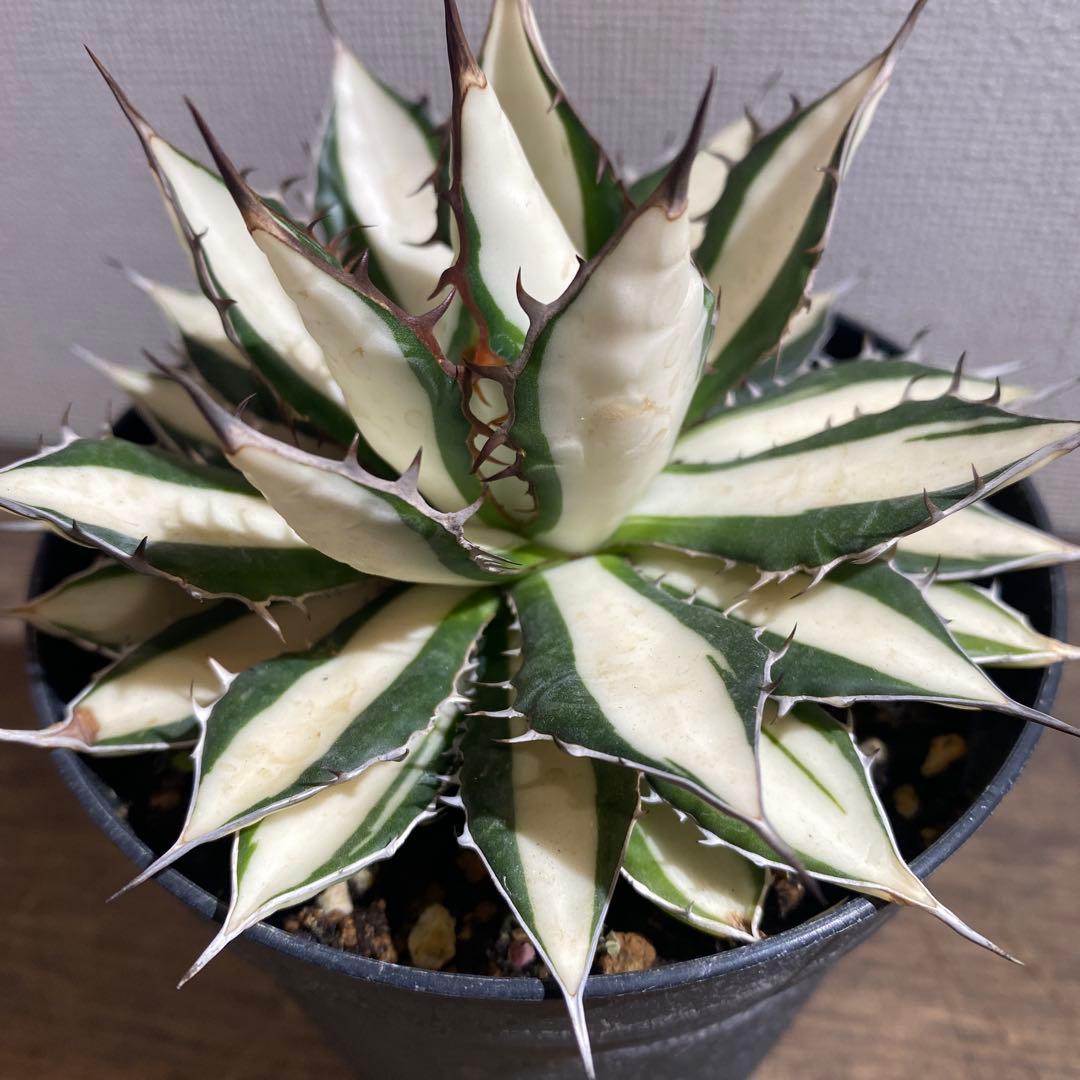 アガベ　ホリダ白中斑入　極上　初売り