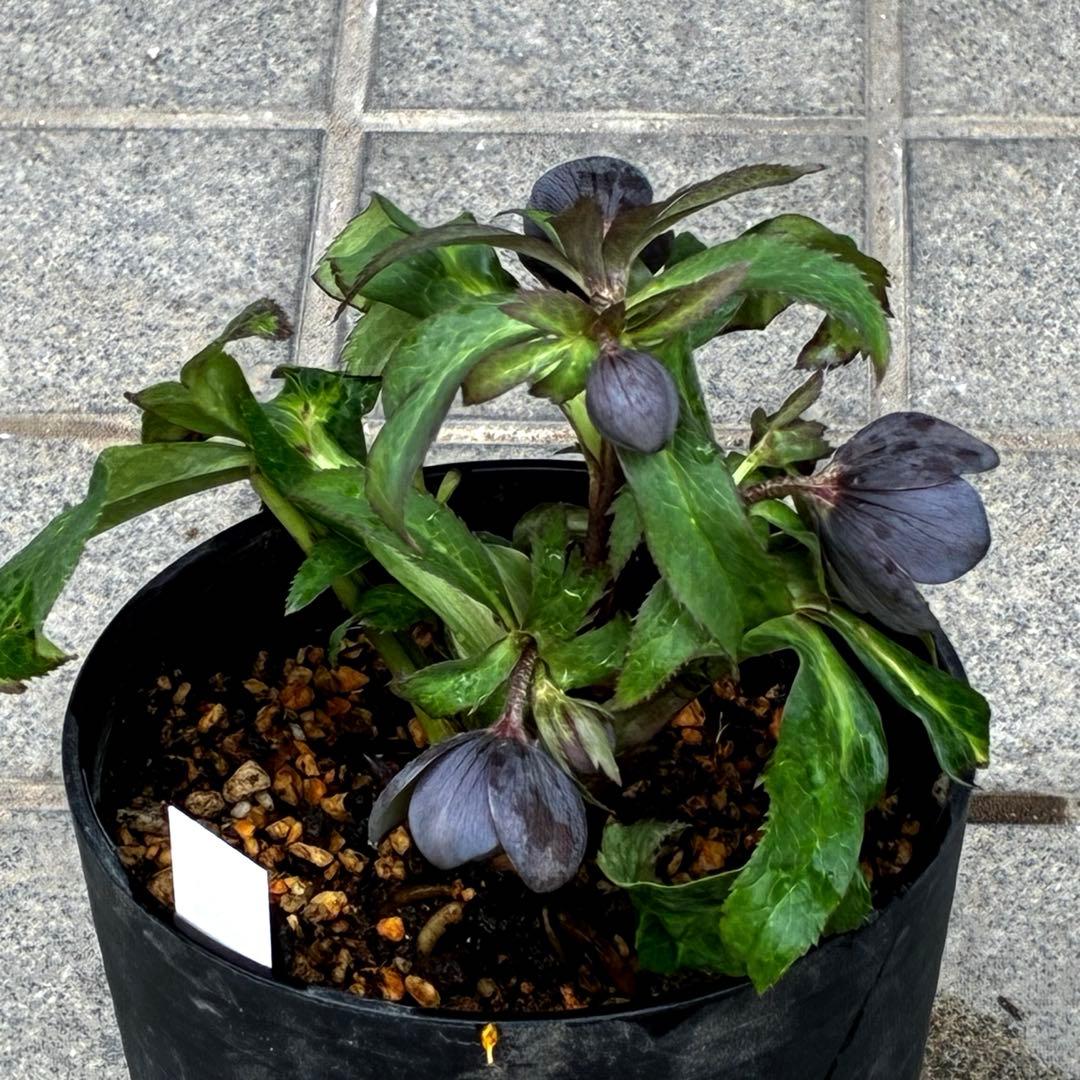 ラ*ク様 3444☘️花、タグ付☘️⭐️クロアチカスHyb⭐️超小輪〜小輪⭐️コ