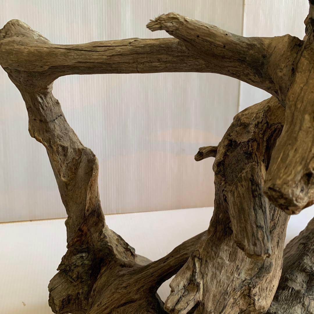 銀*時様 アク抜き済み流木　No.10 超レア型　沈水確認済