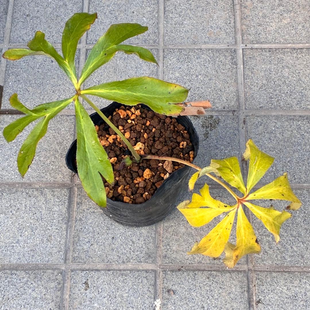 A*️様 ❤️根パンパン❤️沢山新芽元気株❤️3269⭐️真黒⭐️小輪⭐️超多弁