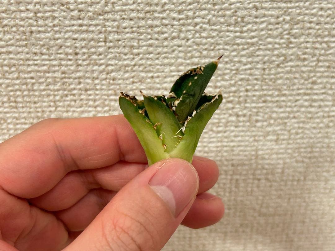 アガベ チタノタ 大白鯊 ホオジロザメ CJ special Ivory w.a