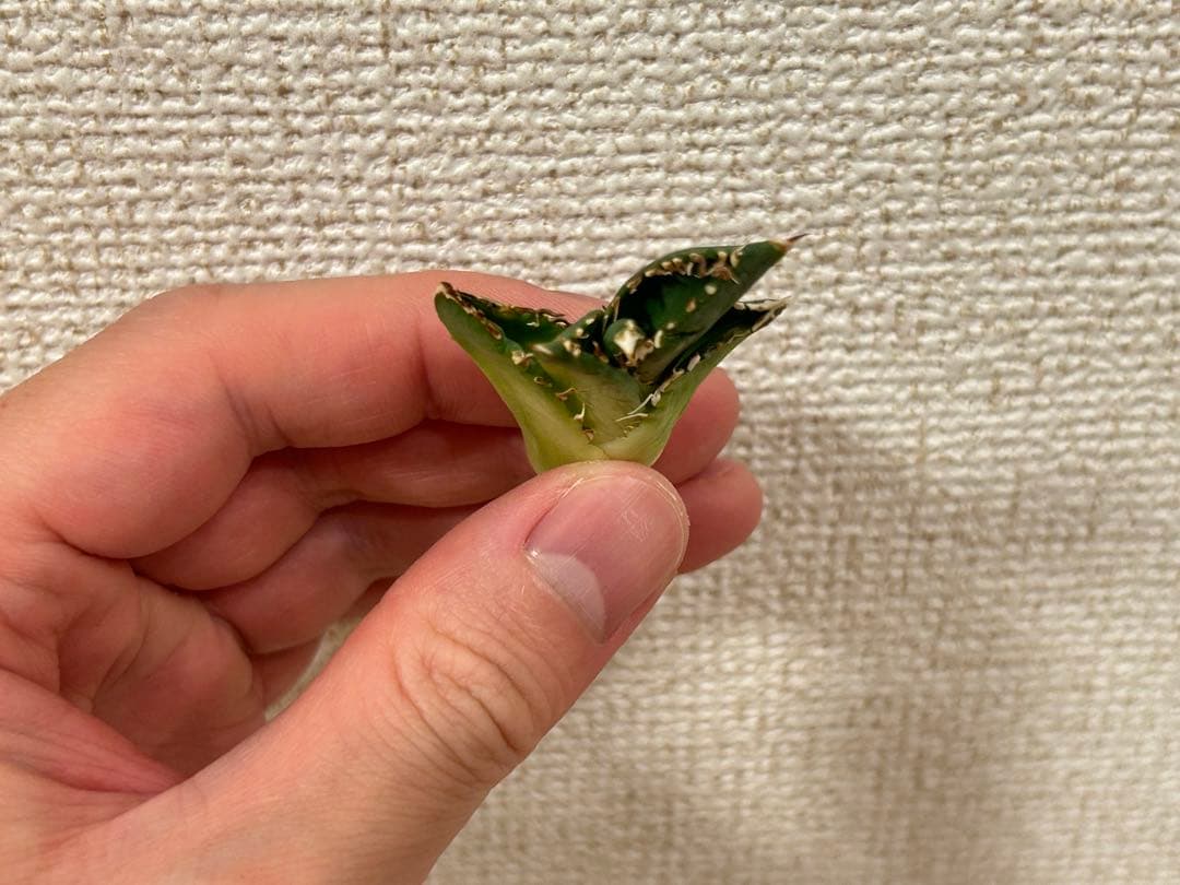 アガベ チタノタ 大白鯊 ホオジロザメ CJ special Ivory w.a