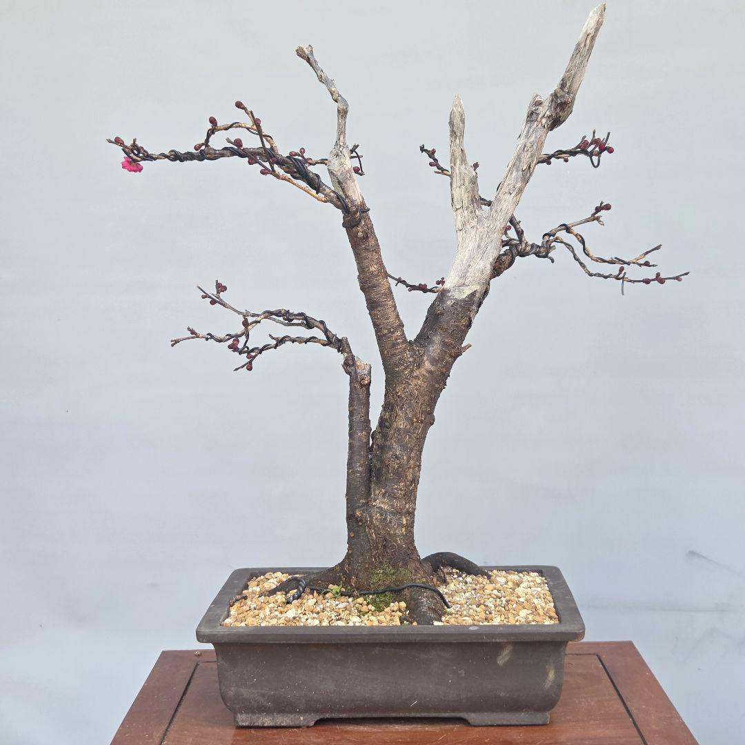 梅(鹿児島紅)　[模様木]　中品盆栽 山葵です。よろしくお願いします。
