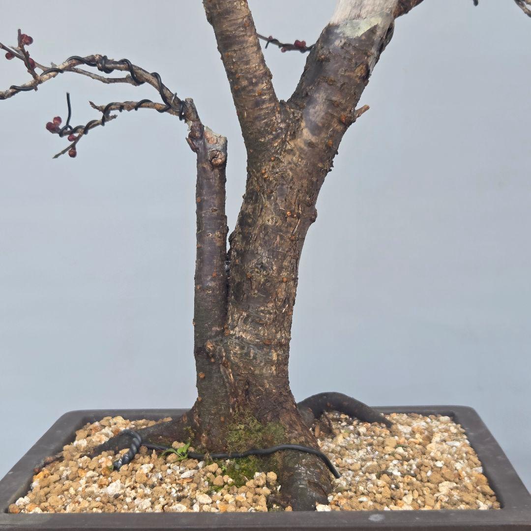 梅(鹿児島紅)　[模様木]　中品盆栽 山葵です。よろしくお願いします。