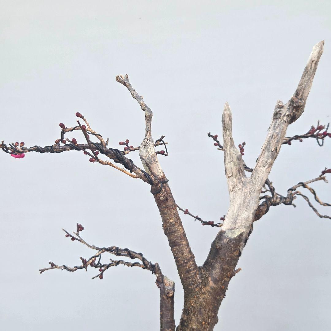 梅(鹿児島紅)　[模様木]　中品盆栽 山葵です。よろしくお願いします。