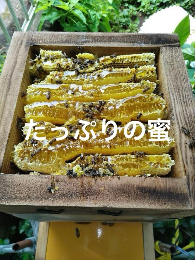 日本蜜蜂 重箱式巣箱４段　スライド底板 スノコ　誘引液300cc付　 セット割有