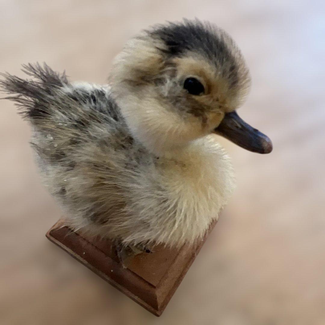 ベルギーアヒルヴィンテージ剥製