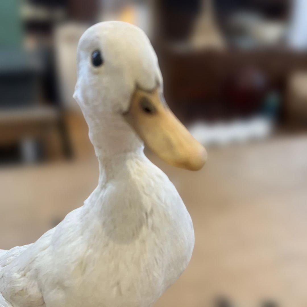 ベルギーアヒルヴィンテージ剥製